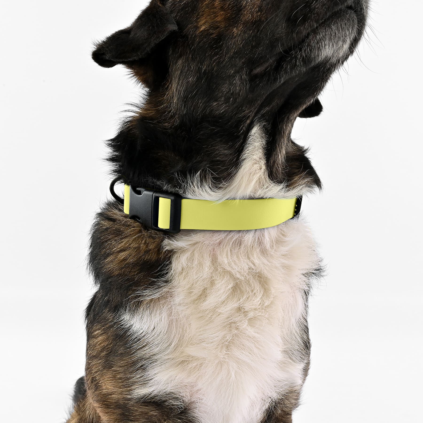 BioThane Halsband - Butteryellow - Image 6