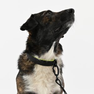 Alternative view of Trail Halsband Schwarz-Neongelb