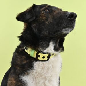 Alternative view of BioThane Halsband gepolstert - Butteryellow