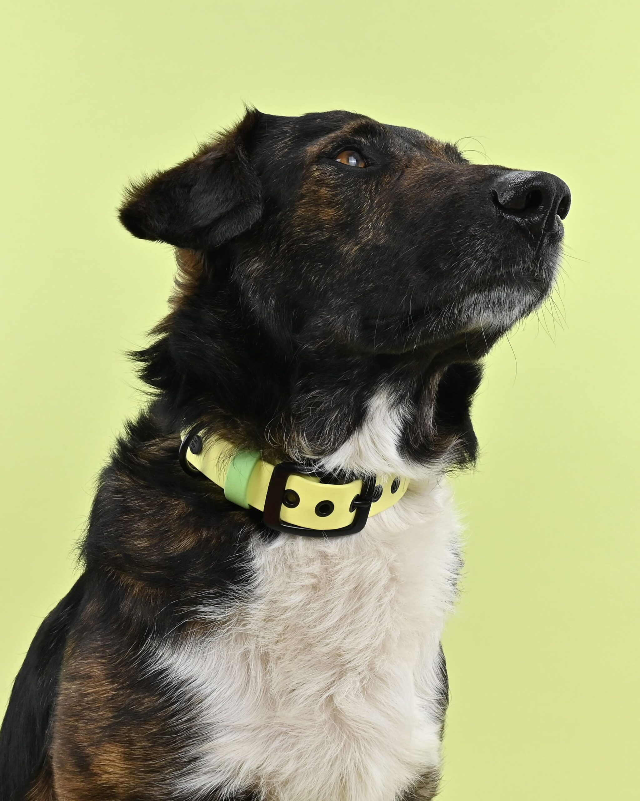 BioThane Halsband gepolstert - Butteryellow - Image 2