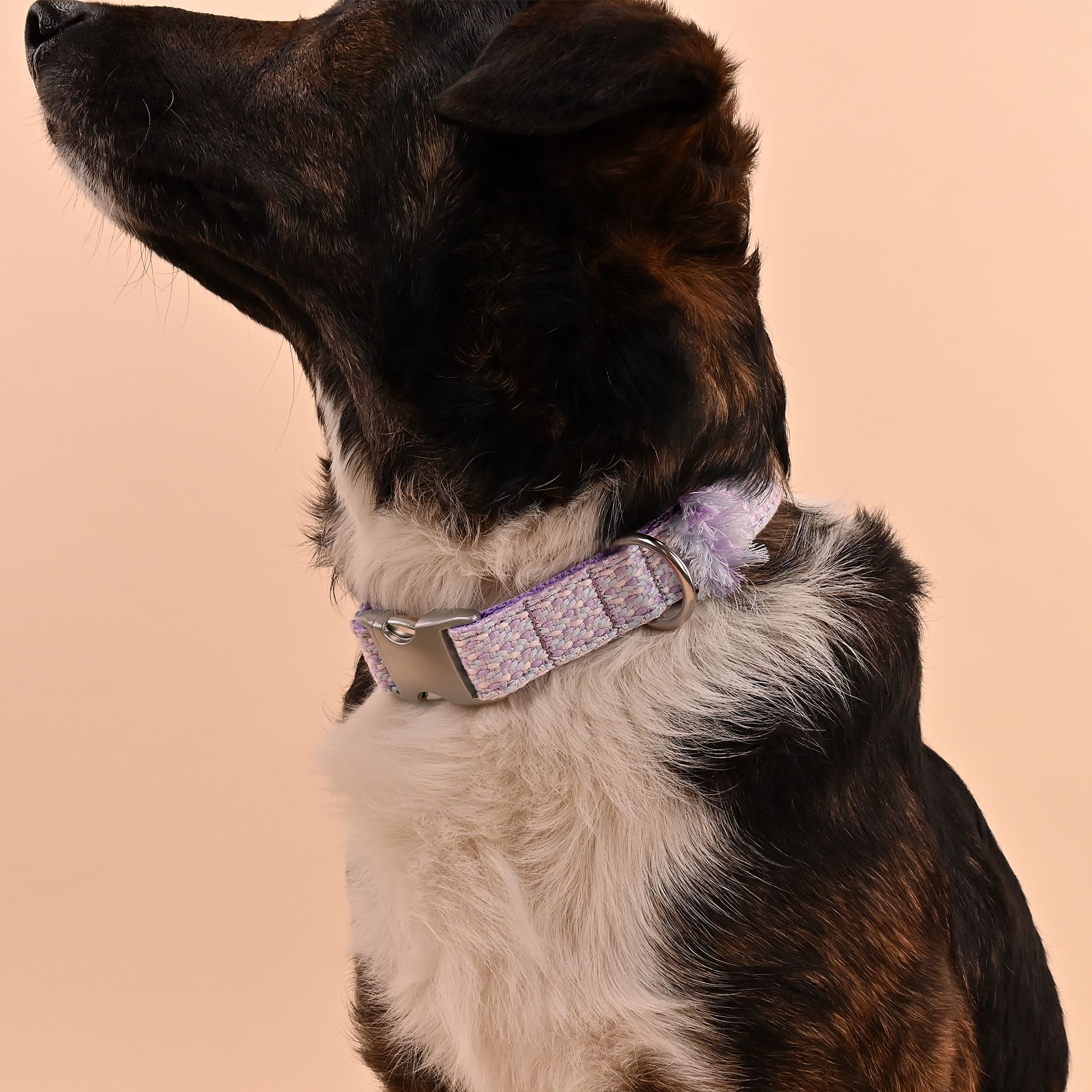 Hundehalsband Lilac - Image 3
