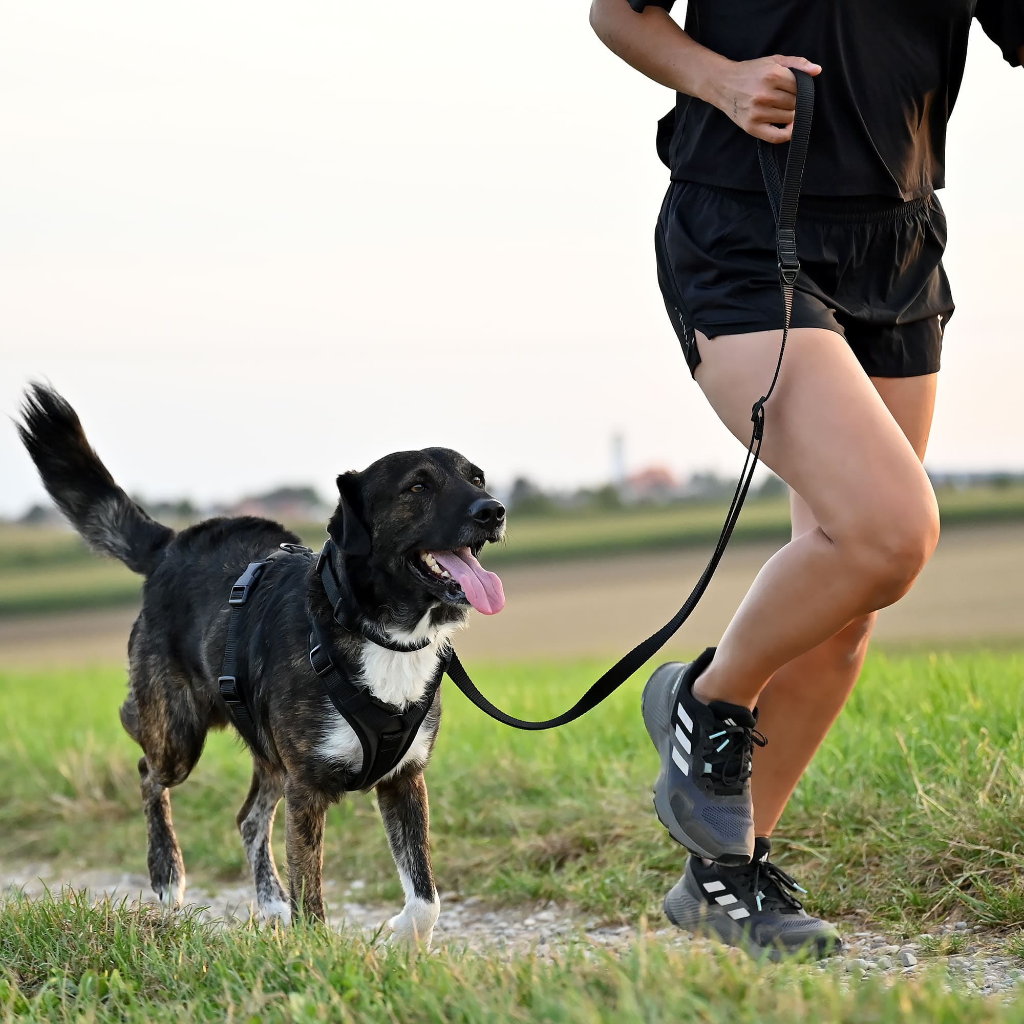 Trail Hundeleine Schwarz-Khaki - Image 5