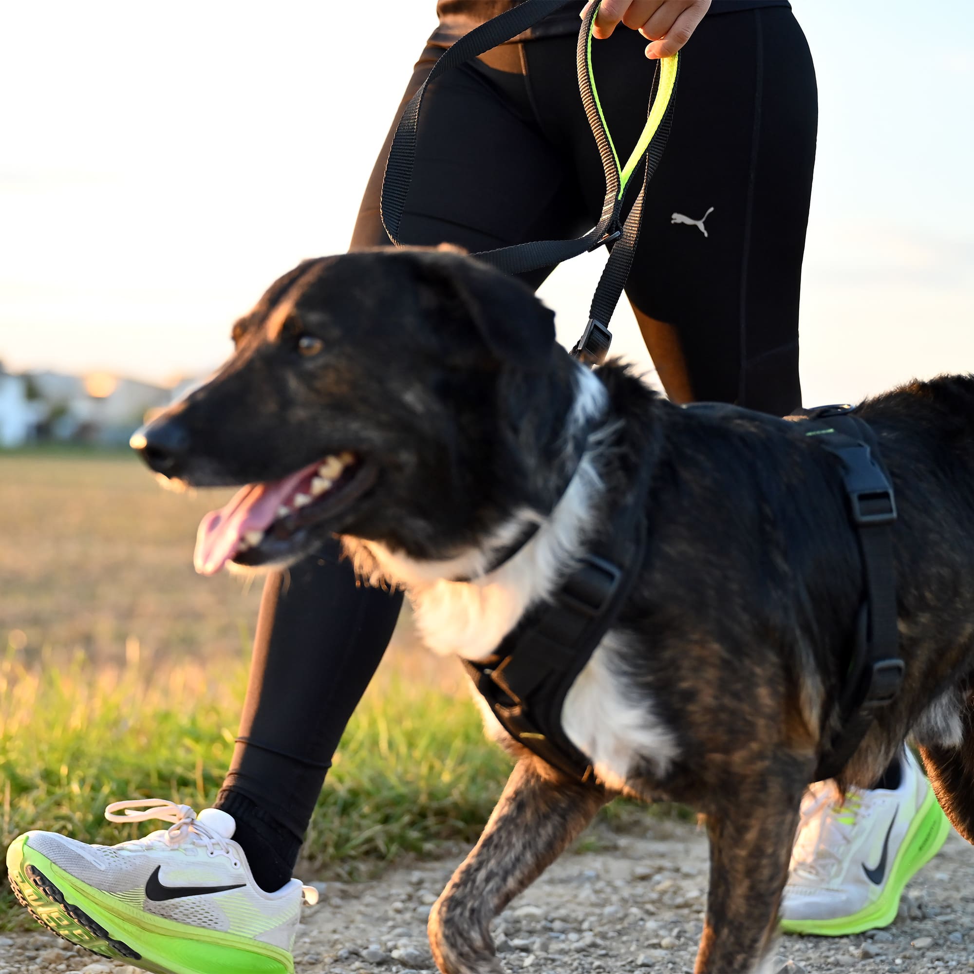 Trail Hundeleine Schwarz-Neongelb - Image 4