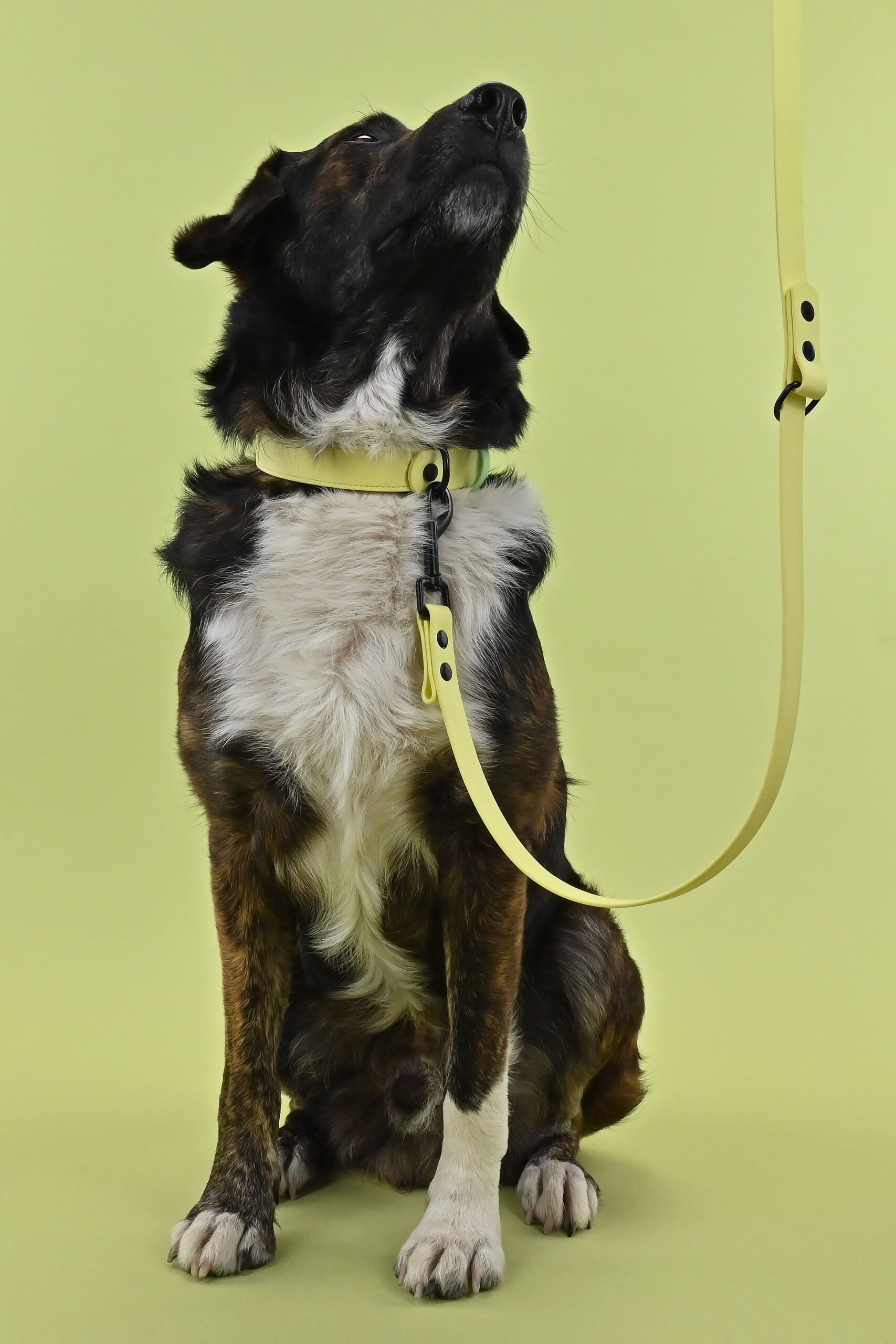 Hundeleine BioThane - Butteryellow - Image 4