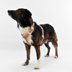 Alternative view of Hundegeschirr June