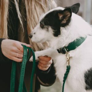 Alternative view of Lederleine 'Bjarki' in Petrol